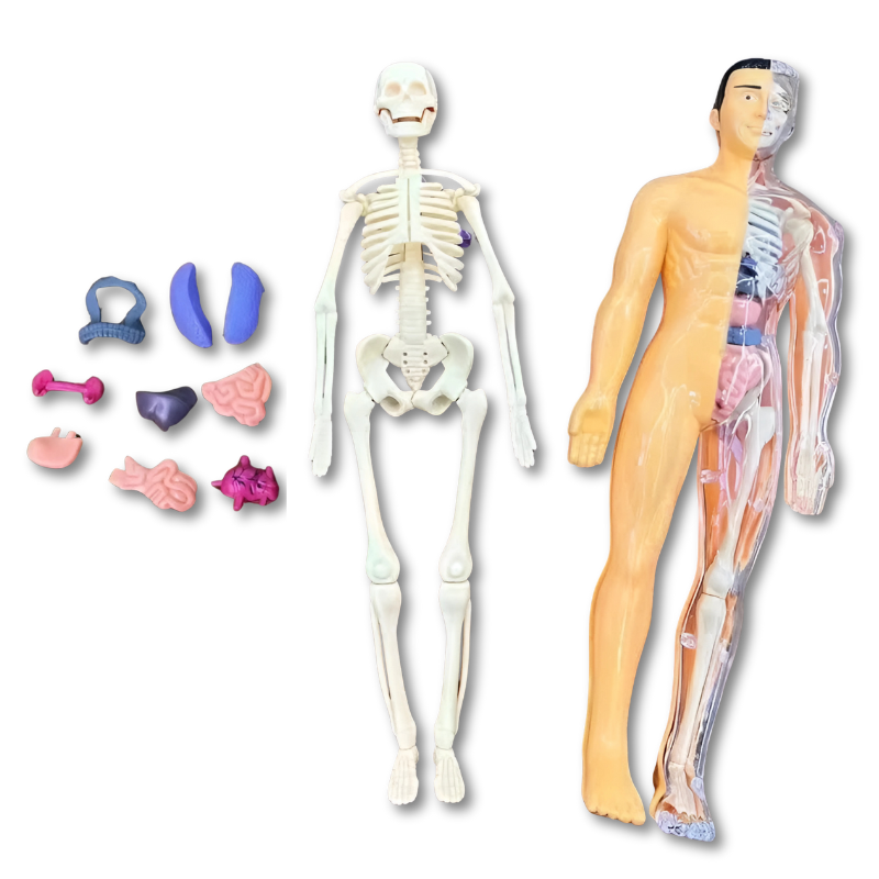 Anatomiepuzzel