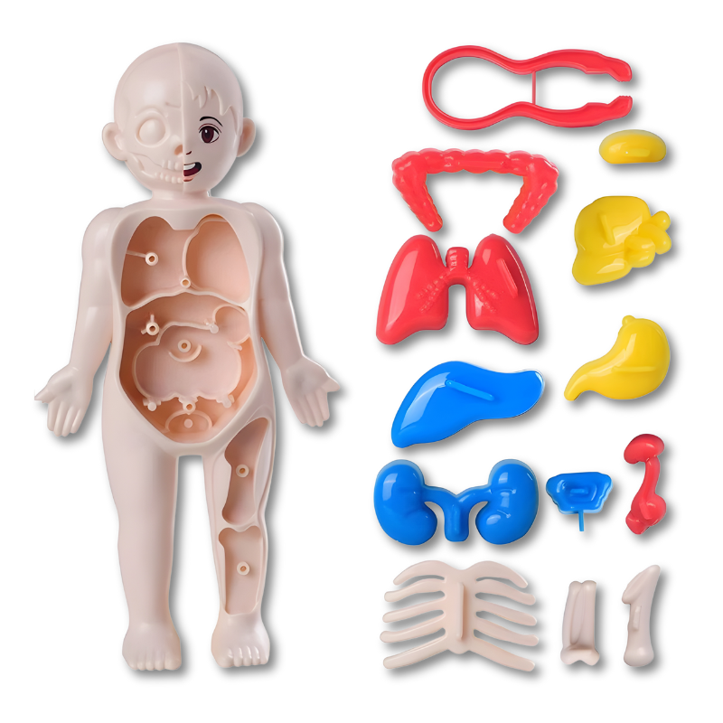 Anatomiemodel
