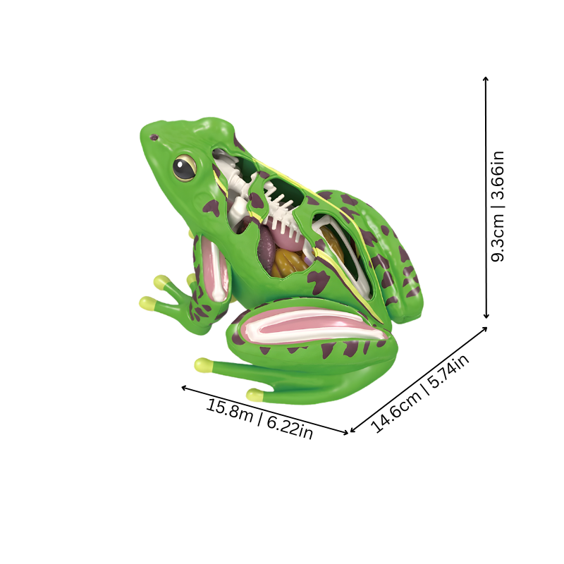 Kikkeranatomie