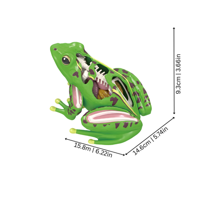 Kikkeranatomie