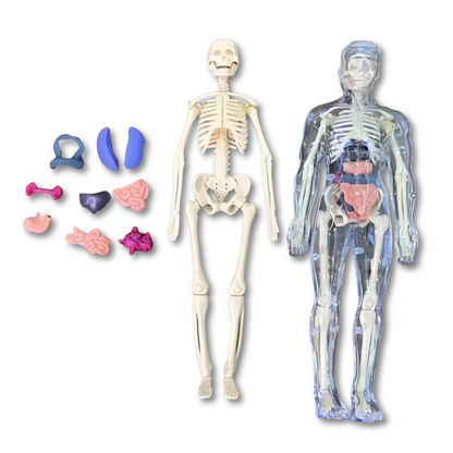 Anatomiepuzzel