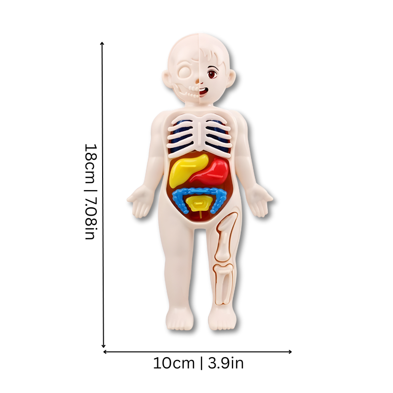 Anatomiemodel