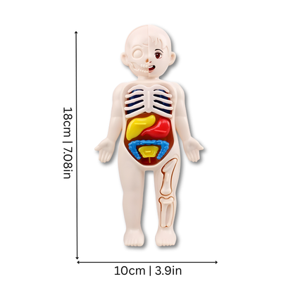 Anatomiemodel