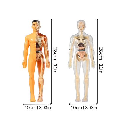 Anatomiepuzzel