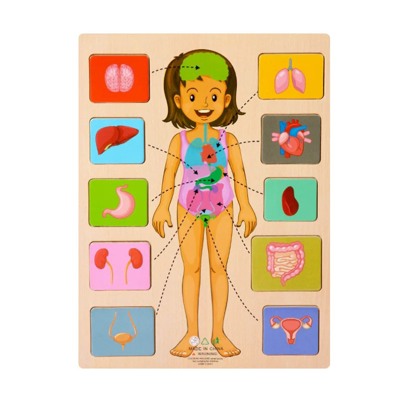 Lichaamsdelenpuzzel