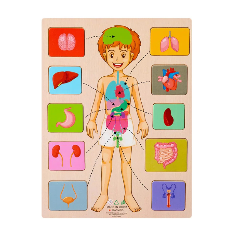 Lichaamsdelenpuzzel